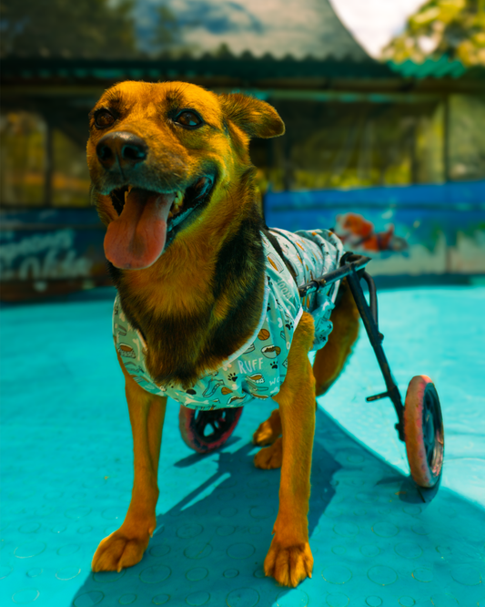 Camisilla Esencial - Patrones